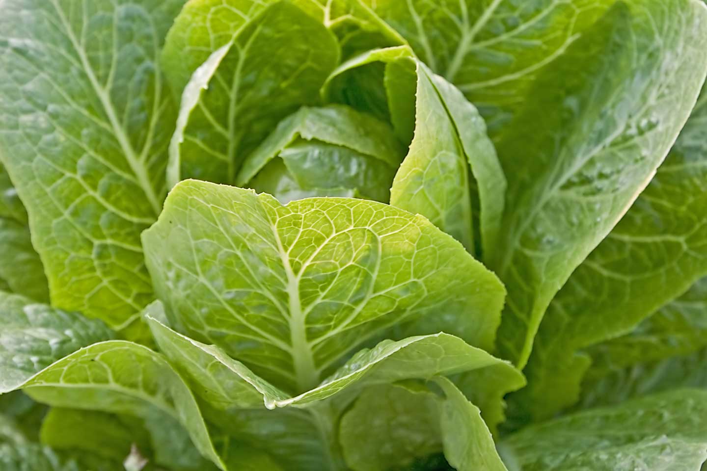 leafy vegetables image