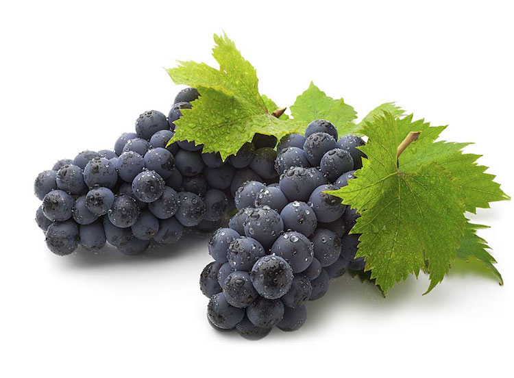 vines grapes