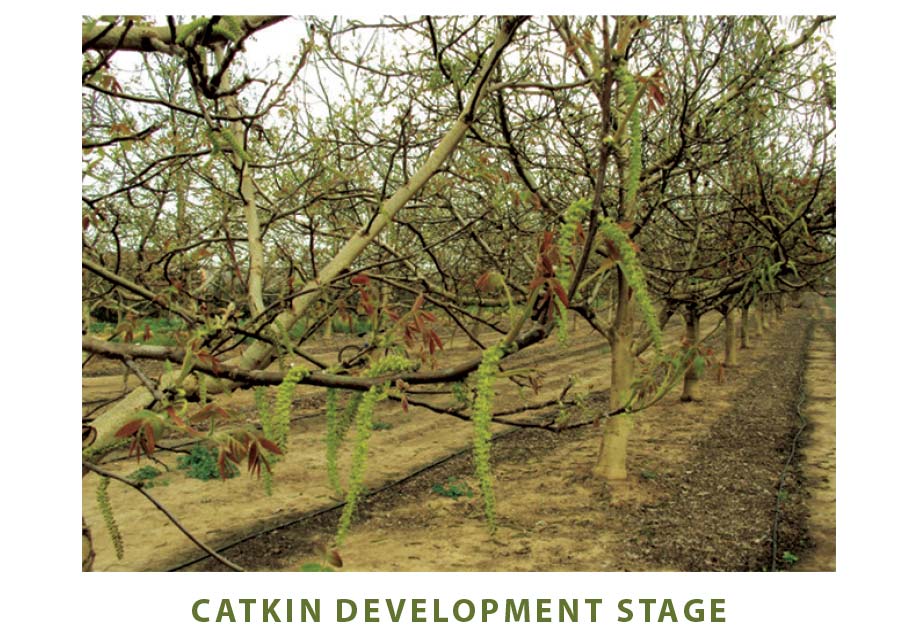 Catkin development stage